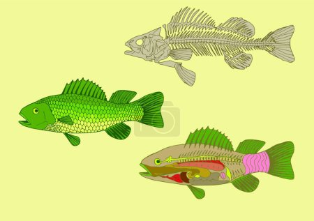 Ilustración de Anatomía de los peces, ilustración vectorial gráfica - Imagen libre de derechos
