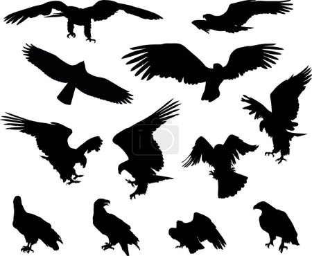 Illustration for Eagles on white, vector illustration - Royalty Free Image