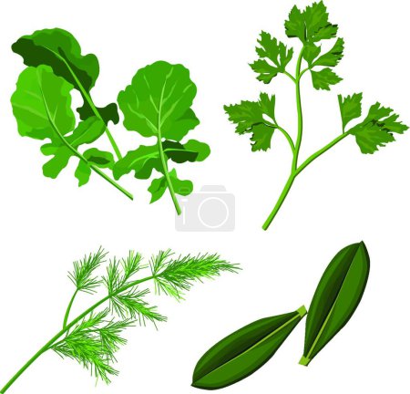 Illustration for Herbs, simple vector illustration - Royalty Free Image
