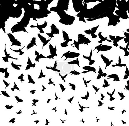 Illustration for Flying birds graphic vector illustration - Royalty Free Image