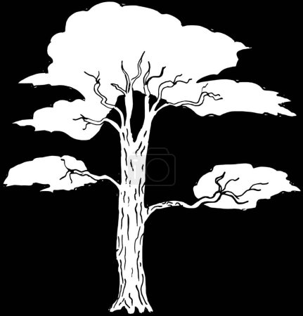 Illustration for Acacia modern vector illustration - Royalty Free Image