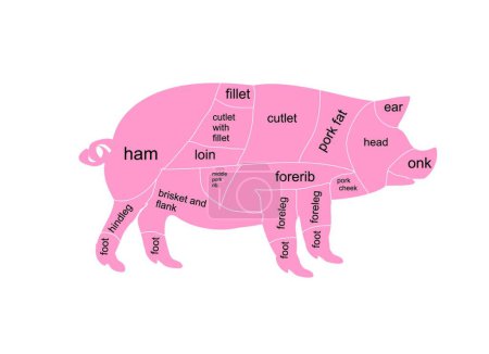 Illustration for Vector illustration of pork chart - Royalty Free Image