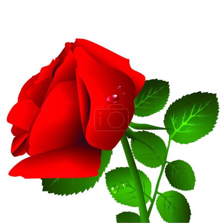 Illustration for Illustration of rose flower. floral concept - Royalty Free Image