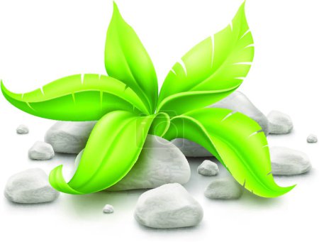 Illustration for Plant with green leaves in stones, graphic vector illustration - Royalty Free Image