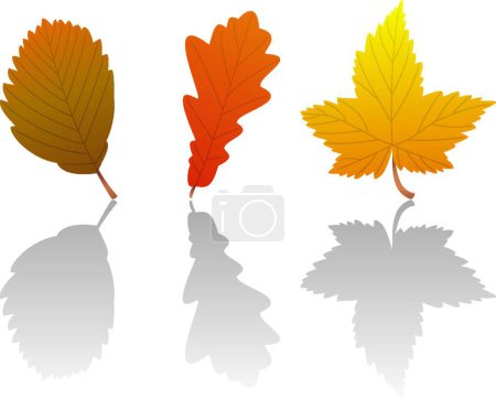 Ilustración de "hojas de caída de vector "ilustración vectorial colorido - Imagen libre de derechos