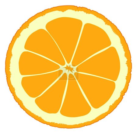 Illustration for Illustration of the Orange Slice - Royalty Free Image