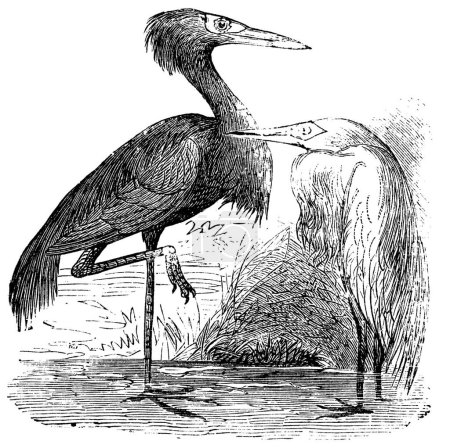 Illustration for "Engraving of a Reddish Egret (ardea rufa or Egretta rufescens)" - Royalty Free Image