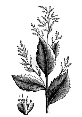 Ilustración de "Planta de vermifugo Chenopodium anthelminticum o Wormseed Goosefoot
" - Imagen libre de derechos