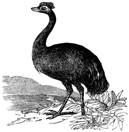 Téléchargez les illustrations : "Emu ou Dromaius novaehollandiae, gravure vintage
" - en licence libre de droit