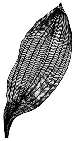 Illustration for "Parallel-veined Leaf, vintage engraving" - Royalty Free Image