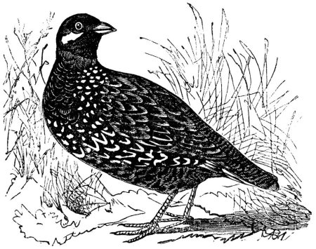 Illustration for "Black Francolin or  Francolinus francolinus, gamebird, vintage e" - Royalty Free Image