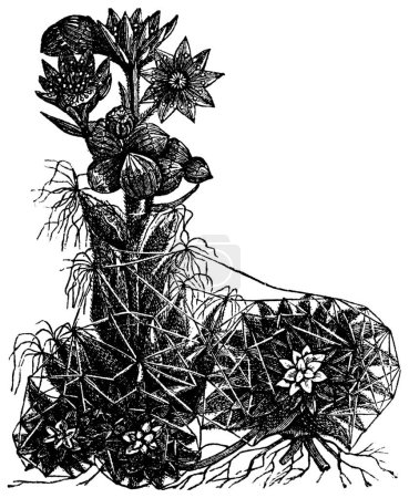 Illustration for "Cobweb houseleek or Sempervivum arachnoideum vintage engraving" - Royalty Free Image