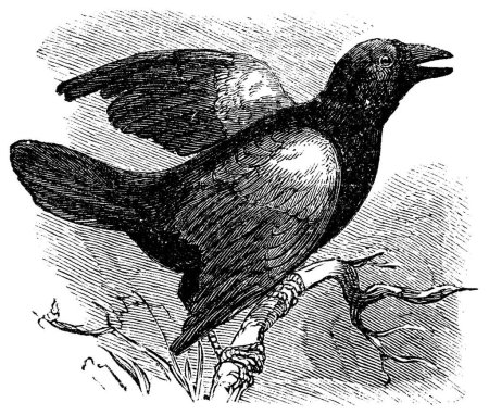 Ilustración de "Pájaro negro de alas rojas (Angelaius Phoeniceus), grabado vintage
" - Imagen libre de derechos