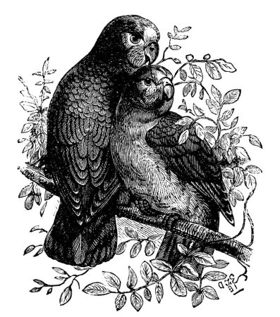 Illustration for "Rose-ringed Parakeet or Ringnecked Parakeet or Psittacula kramer" - Royalty Free Image