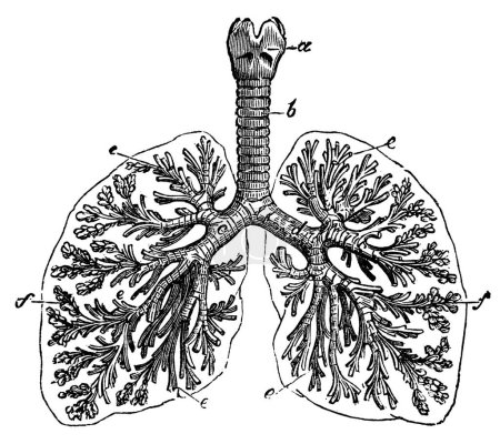 Illustration for "The lungs of man vintage engraving" - Royalty Free Image