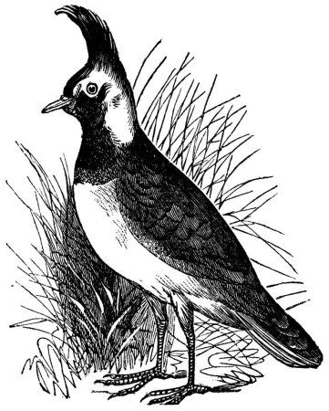 Téléchargez les illustrations : "Southern Lapwing ou Vanellus chilensis, gravure vintage
" - en licence libre de droit