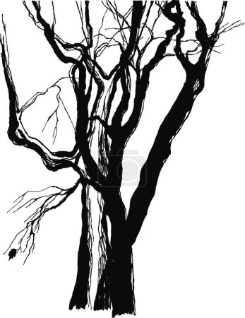 Illustration for Illustration of the old trees - Royalty Free Image