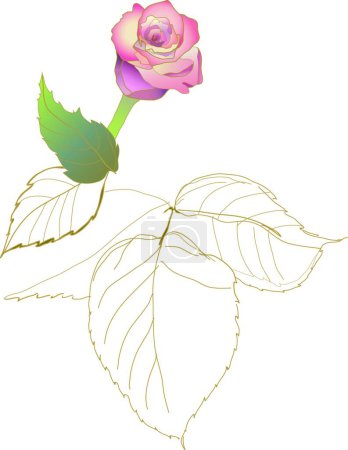 Téléchargez les illustrations : Illustration de la rose vectorielle - en licence libre de droit