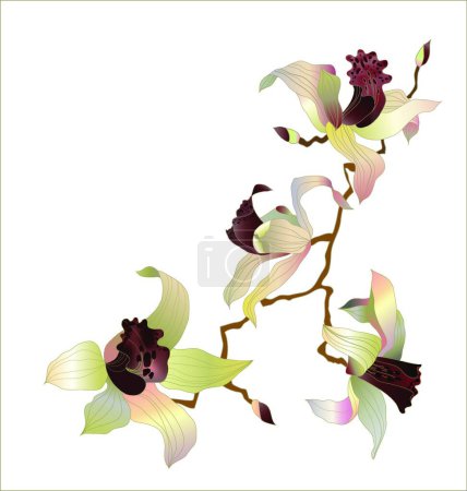 Téléchargez les illustrations : Illustration de l'orchidée - en licence libre de droit