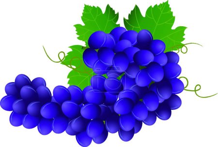 Illustration for Illustration of the Violet grape - Royalty Free Image