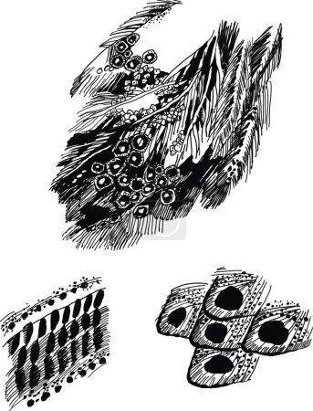 Téléchargez les illustrations : Illustration de la plume de l'oiseau - en licence libre de droit