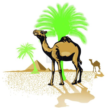 Ilustración de Camello en el desierto - Imagen libre de derechos