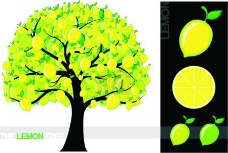 Téléchargez les illustrations : Illustration du citronnier - en licence libre de droit