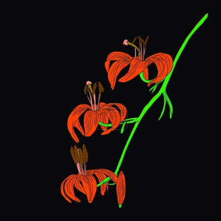 Ilustración de Flor de lirio vector aislado sobre fondo negro - Imagen libre de derechos