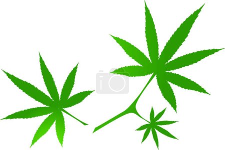 Illustration for Cannabis Leaves, graphic vector illustration - Royalty Free Image