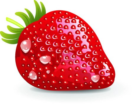 Ilustración de Fresa orgánica fresca vector ilustración - Imagen libre de derechos