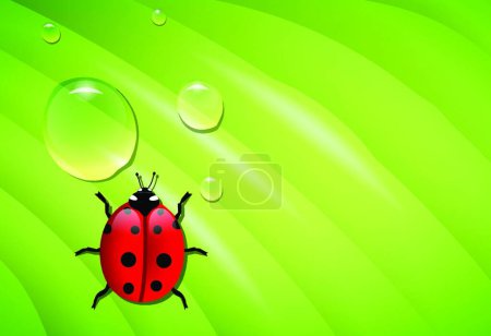 Illustration for Ladybug on wet leaf modern vector illustration - Royalty Free Image