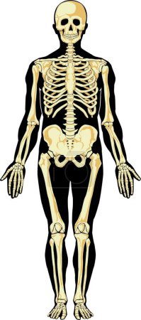 Téléchargez les illustrations : Anatomie humaine. Squelette, illustration vectorielle colorée - en licence libre de droit