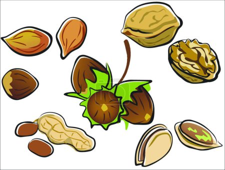 Téléchargez les illustrations : Collection de noix, illustration vectorielle simple - en licence libre de droit