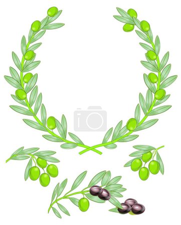 Téléchargez les illustrations : Branche d'olivier, illustration vectorielle graphique - en licence libre de droit