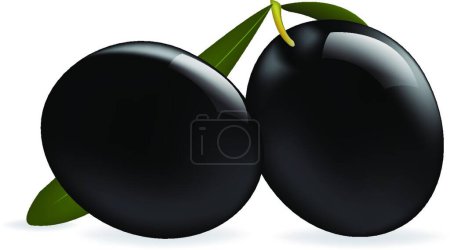 Ilustración de "Ilustración vectorial de Black Olives - Imagen libre de derechos