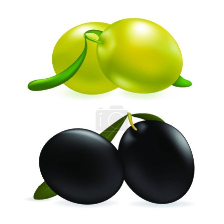 Téléchargez les illustrations : Illustration vectorielle colorée d'olives - en licence libre de droit
