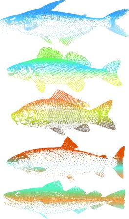 Téléchargez les illustrations : Illustration des poissons vecteurs - en licence libre de droit