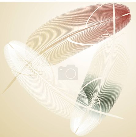 Illustration for Illustration of the feather vector - Royalty Free Image