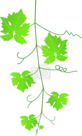 Téléchargez les illustrations : Illustration vectorielle de vecteur de vigne de raisin - en licence libre de droit