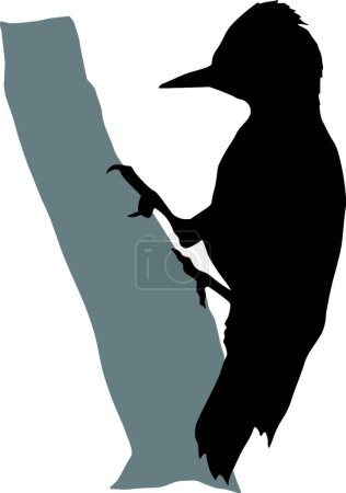 Illustration for Woodpecker silhouette vector illustration - Royalty Free Image