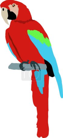Illustration for Macaw color vector illustration - Royalty Free Image