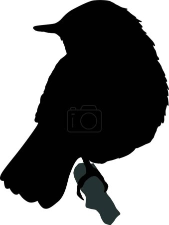 Téléchargez les illustrations : Illustration vectorielle silhouette rossignol - en licence libre de droit