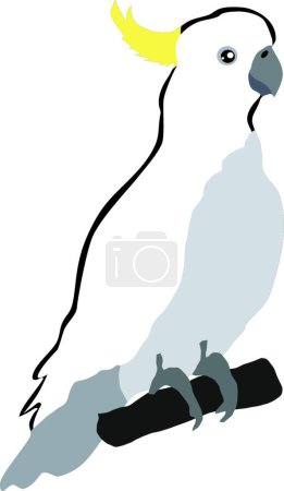 Téléchargez les illustrations : Illustration du cacatoès blanc - en licence libre de droit
