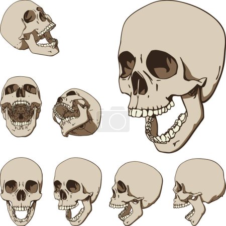 Ilustración de Conjunto de siete cráneos, ilustración vectorial - Imagen libre de derechos