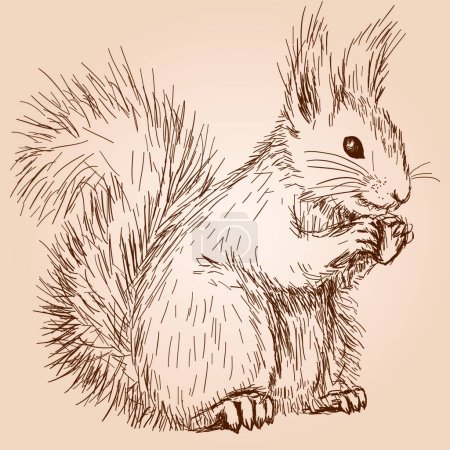 Téléchargez les illustrations : Croquis d'écureuil dessiné à la main sur fond blanc. - en licence libre de droit