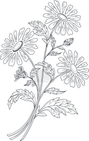 Ilustración de Flores de manzanilla, ilustración vectorial gráfica - Imagen libre de derechos