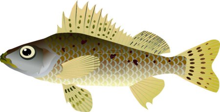 Illustration for Vector  illustration ruff  fish - Royalty Free Image