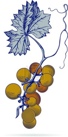 Ilustración de Hojas de uva vector ilustración - Imagen libre de derechos