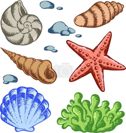 Illustration for Sea shells drawings modern vector illustration - Royalty Free Image