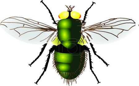 Illustration for Green fly modern vector illustration - Royalty Free Image